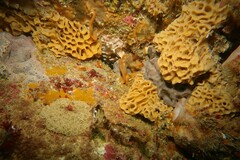 Holopsamma laminaefavosa