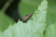 Nothomyllocerus illitus