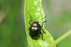 Colasposoma dauricum