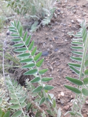 Oxytropis candicans