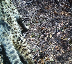 Prionailurus bengalensis