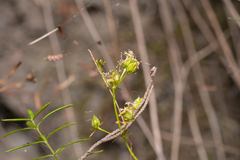 Hypericum empetrifolium