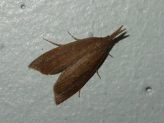 Schoenobius gigantella