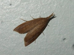 Schoenobius gigantella