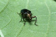 Euops splendidus
