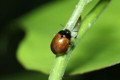 Gonioctena rubripennis