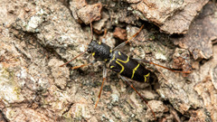 Xylotrechus antilope