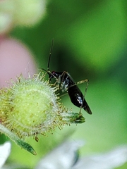 Dicyphus errans