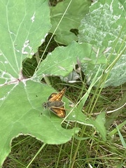 Ochlodes sylvanus