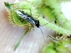 Dicyphus errans