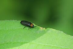 Cyphonocerus ruficollis