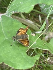 Ochlodes sylvanus