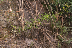 Hypericum empetrifolium