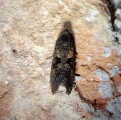 Cryptaspasma