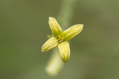 Asperula brevifolia