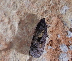 Cryptaspasma