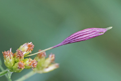 Rhopalomyia pedicellata gall