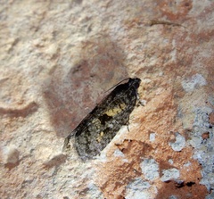 Cryptaspasma