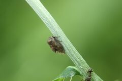 Machaerotypus sibiricus