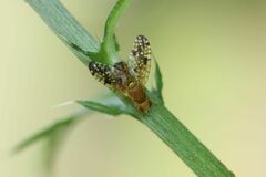 Xyphosia punctigera