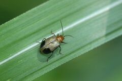 Paridea angulicollis