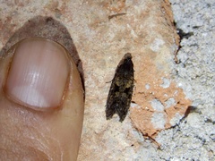 Cryptaspasma