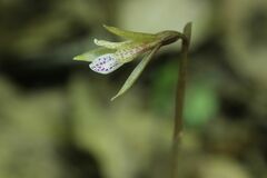 Nervilia nipponica