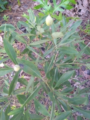 Baptisia lanceolata