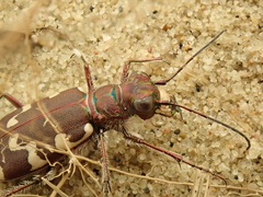 Cicindela maritima