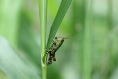 Parapodisma setouchiensis