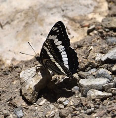 Limenitis weidemeyerii nevadae