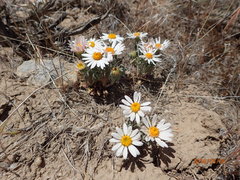 Townsendia florifera