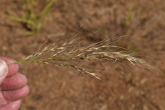 Eriachne stipacea