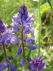 Polygala hybrida