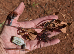 Eucalyptus chartaboma