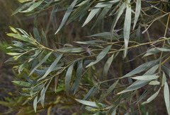 Acacia leptostachya