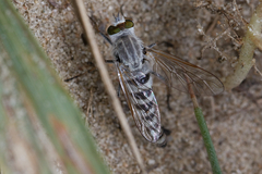 Acrosathe annulata