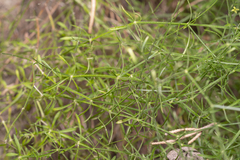 Asperula brevifolia