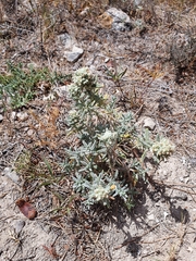 Teucrium dunense