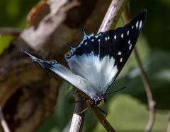 Polyura pyrrhus