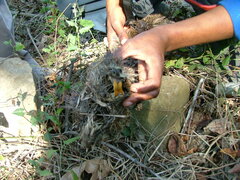 Thryonomys swinderianus