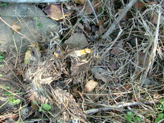 Thryonomys swinderianus