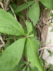 Eupatorium cannabinum