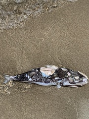 Lagocephalus sceleratus