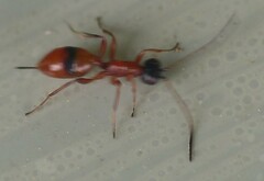 Gelis melanocephalus