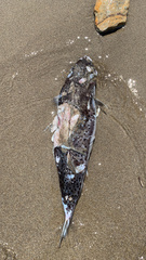 Lagocephalus sceleratus