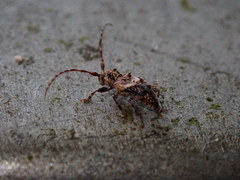 Pogonocherus hispidus