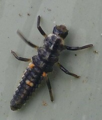 Adalia decempunctata