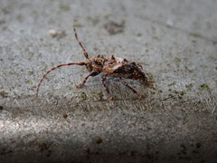 Pogonocherus hispidus