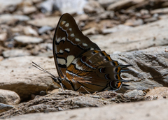 Polyura pyrrhus